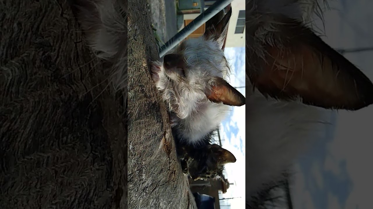 Harimau hitam dan putih saya kasi mandi.. - YouTube