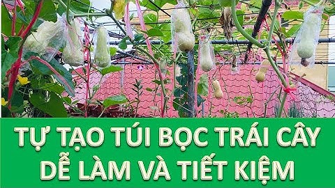Tự làm túi bọc trái cây tiết kiệm chi phí an toàn cho trái
