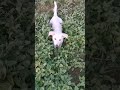 #собока #милота #глазки #тотктосъелжмых #проныра #подлиза #типарыбак #dog #shorts #shortsvideo
