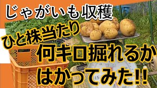 【じゃがいも収穫】一株あたり何キロ採れるか量ってみた！！