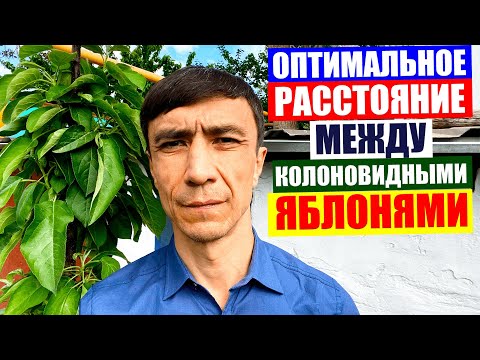 Все о колоновидных яблонях. Часть 3. Оптимальное расстояние между колоновидными яблонями.