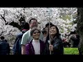 'Incredibly beautiful' cherry blossoms draw crowds to Tokyo parks