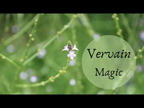 Video: Verbena Officinalis - Univerzální Lékař