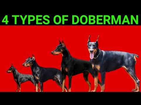 4 Types Of Doberman | Types Of Doberman Pinscher | 4 Types Of Doberman Pinscher | Dogs Junction.