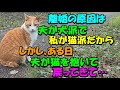 夫に離婚届けを渡された 原因は犬派と猫派だから 義実家に帰った夫だったが数日後、なんと猫を抱えて戻ってきて・・猫のいい話