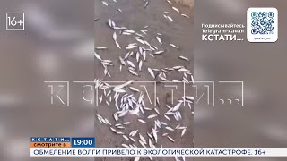 Смотрите сегодня в 19.00 в программе "Кстати": Обмеление Волги привело к экологической катастрофе