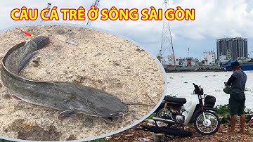 Câu cá cuối tuần - Trúng con cá trê chà bá - TN Vlogs Cuộc Sống Thường Ngày | Fishing