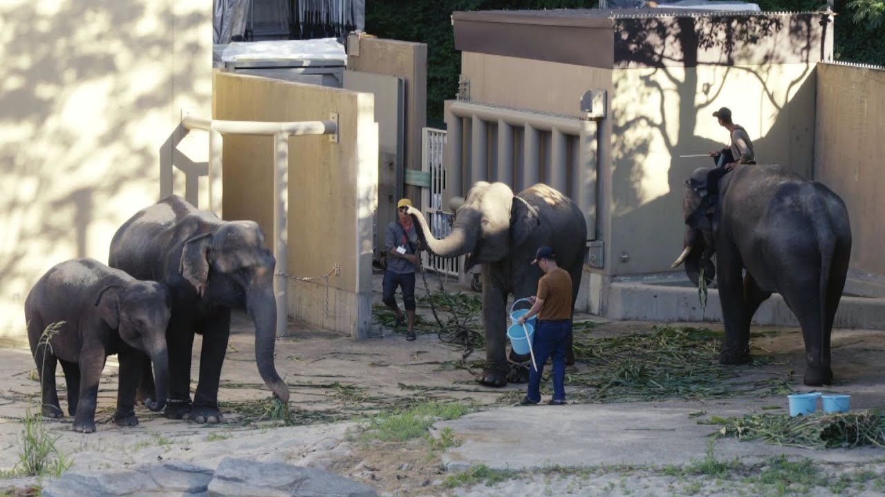 死んでる象 福岡市動物園のゾウ 1頭が死ぬ ミャンマーから到着して1か月あまり