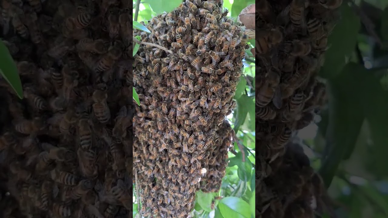 Citrus Country Bees Swarm & Close Up