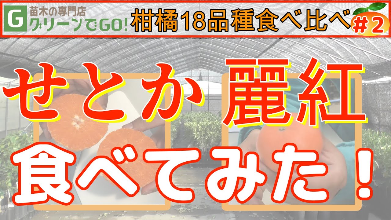 柑橘18品種食べ比べ！ ＃2 せとか 麗紅 / 18 - YouTube