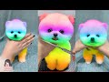 Tik Tok Chó Phốc Sóc Mini 😍 Funny and Cute Pomeranian 32