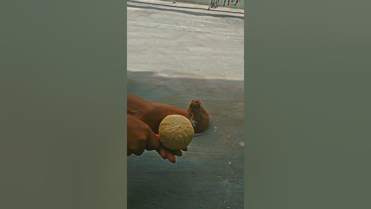 Thengai POo coconut Embryo 🥥 Health Benefits pleasure YouTube