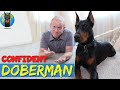 How to Build Confidence in a Doberman