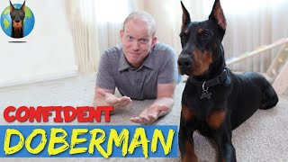 How to Build Confidence in a Doberman