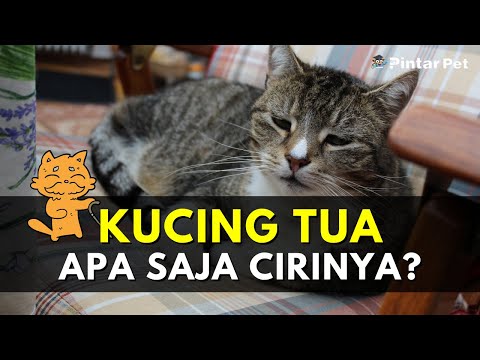 Video: Kapan kucing mati karena usia tua?
