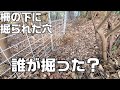 猪侵入防止の柵の下を潜り抜けてくる侵入者を、トレイルカメラで撮影してみた。