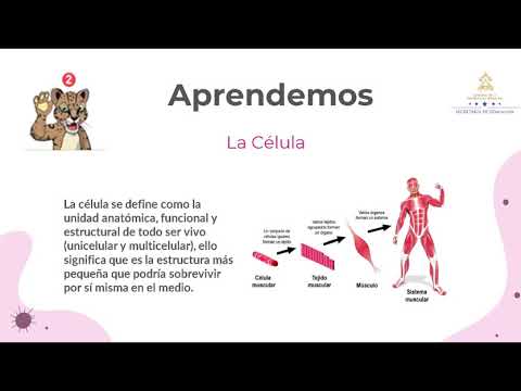 Video: ¿Cuáles son los temas de ciencias del séptimo grado?