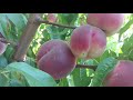 Персик Кевина /peach Kevina/ Урожай 2021. Сладкий, беломясый сорт! Отзыв и видео от Макси Сад