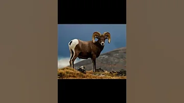 Баран горный алтайский