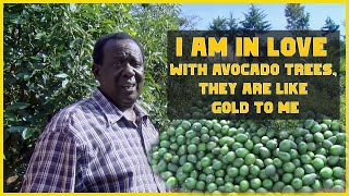 Avocado Farming: This Is The Best Method To Grow Hass Avocado