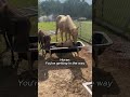 Ranch life funny horse silly daily moments#AmericanFarmFun #HorseChaosUSA