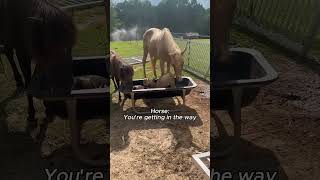 Ranch life funny horse silly daily moments#AmericanFarmFun #HorseChaosUSA