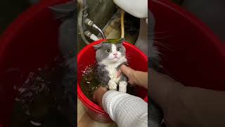 angry cat #cat #shorts