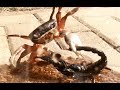 Black Scorpion vs Halloween Crab