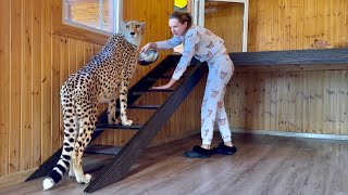 Gerda is afraid to walk up the new stairs. Masha has figured out a way to help her cheetah.