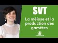 Meiosis And The Production Of Gametes SVT Middle School Les Bons Profs Meiosis And The Production Of Gametes SVT Middle School Les Bons Profs