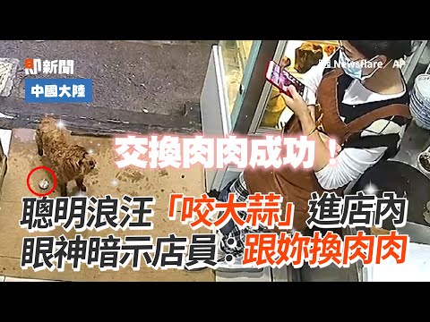 聰明浪汪「咬大蒜」給店員！眼神示意：跟妳換肉肉｜流浪狗｜浪浪｜以物易物