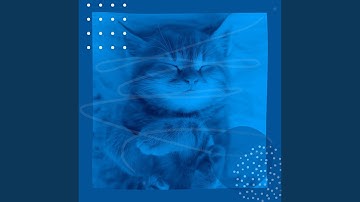 Majestic Ambiance for Lazy Cat Days