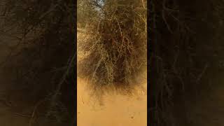 #SaidouWiseMan#Ainahi#Niger#Hausa#youtubeshorts #Africa