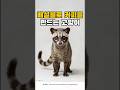 사향고양이 (Civet)
