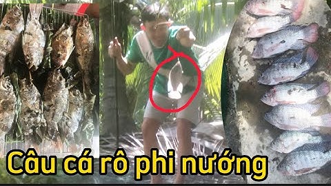 Câu Cá Rô Phi Hồ “ Ba Đía ” Quấn Lá Chuối Nướng. Đúng Chất Dân Miền Tây. |Ba Thạo Bếntre