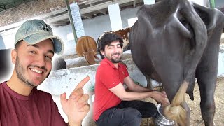 Milking a Cow for Iftar | Ramzan Vlawgs