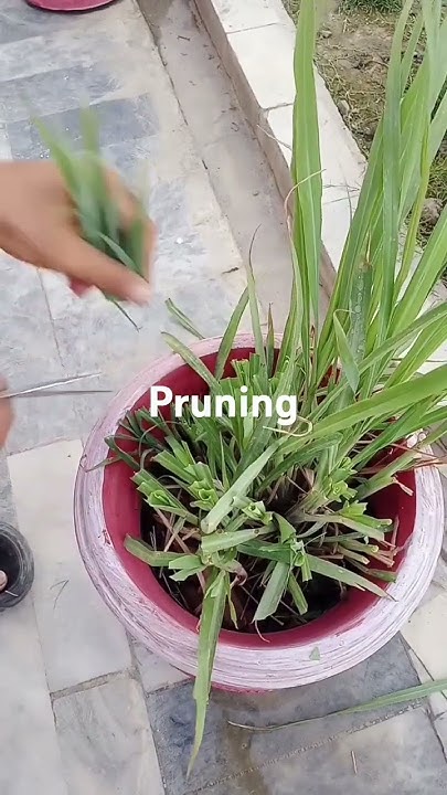 Let s Prune Lemon Grass plants lemomgrass houseplants garden how-to-prune-or-harvest-lemon-verbena-youtube