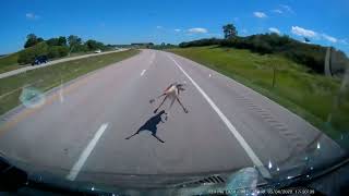 Hitting a deer at 70mph WARNING graphic content!