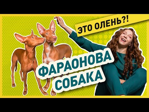 НЕОБЫЧНАЯ ПОРОДА - ФАРАОНОВА СОБАКА | Правда о фараонах: характер, уход, содержание.