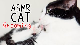 ASMR Cat Grooming  #69