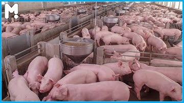 🐖 Modern Pig Farming Technology - Automatic Pork Cutting Line Machine - Pork Production Process