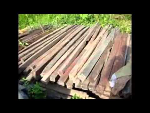 Pusat Jual Kayu Jati Kayu Kamper Kayu Meranti Kayu Pusat Jual Kayu Jati Kayu Kamper Kayu Meranti Kayu