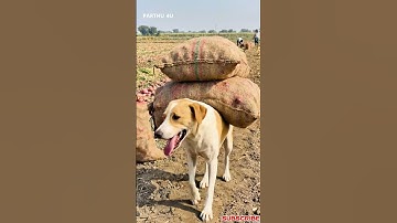 🥺Loyal dog and Disabled MAN both facing hard reality 🥹 #shorts  #ytshorts #ai #animal #dog