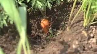 Pollination Methods: Carrots and Beets