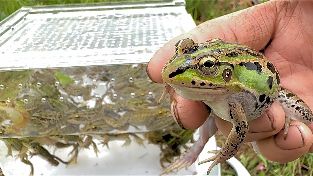 たくさんのカエルをキャッチ&リリース
