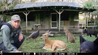 Happy Thanksgiving at the Fakahatchee Hilton Trail Camera Pickup