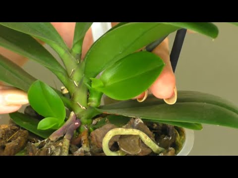 Видео: Как правилно да режете орхидея