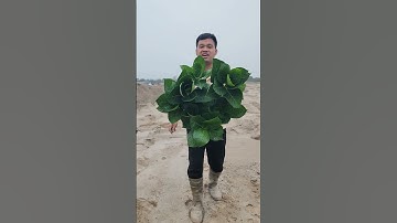 Hoa cẩm tú cầu #shotrs