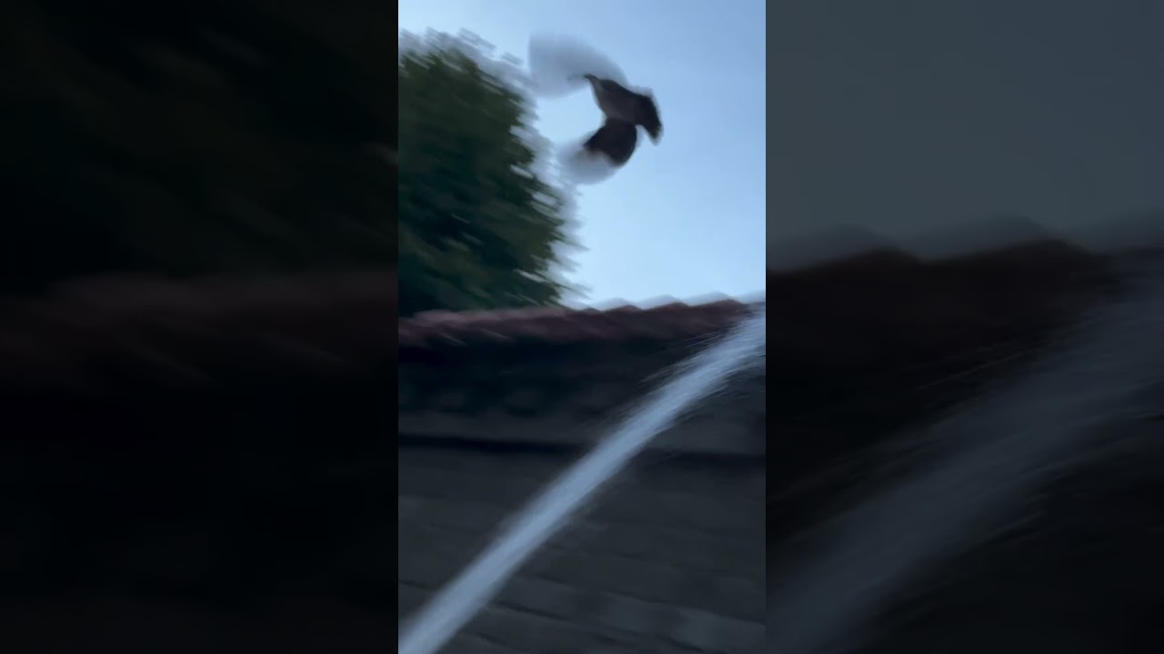 Spraying Ducks 🦆🦆 with water in this hot weather 🔥🥵