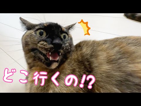 パパがどこに行っても走って追いかけるサビ猫が可愛すぎる…!